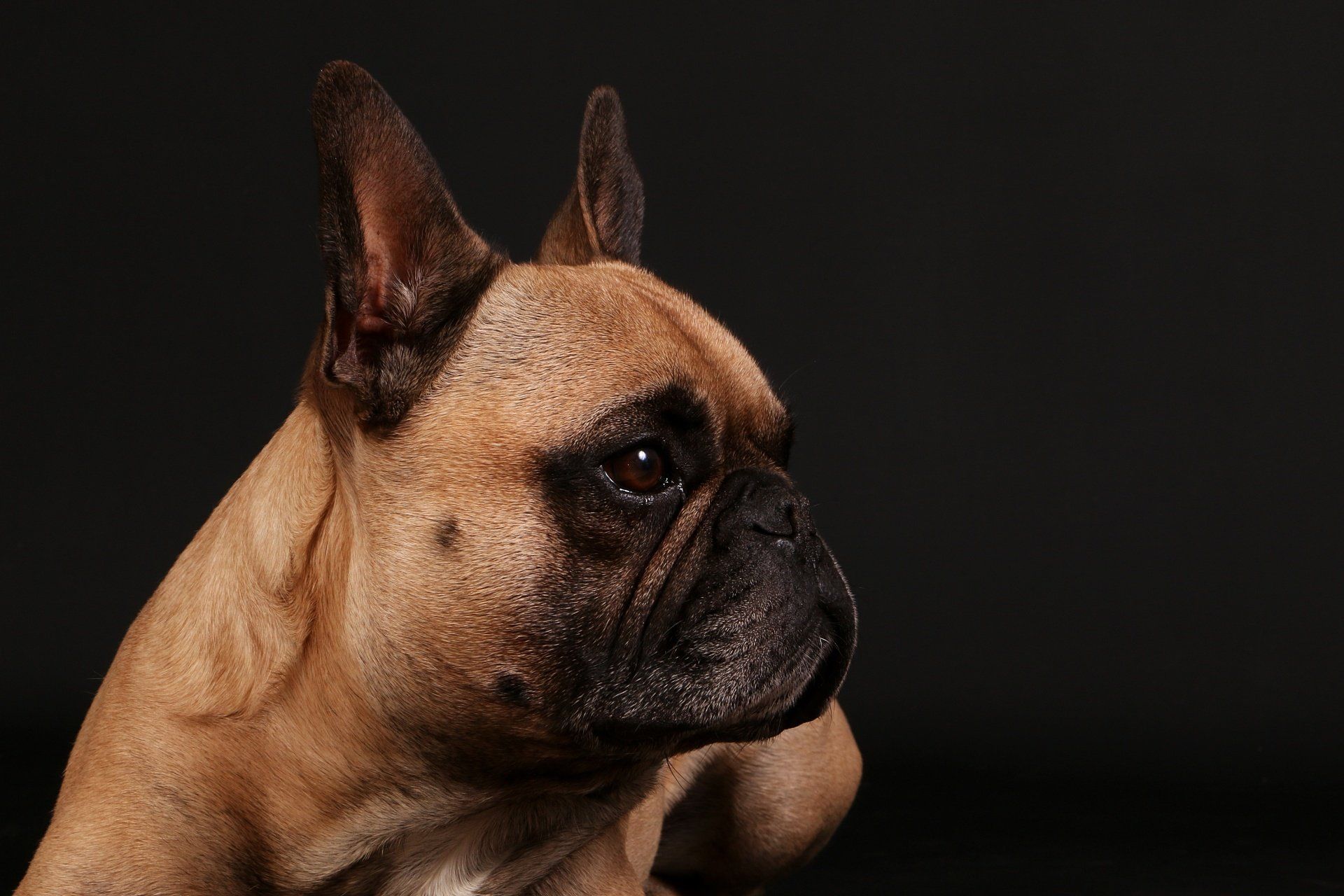 pensione per cani