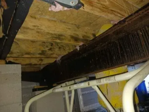 Moldy wood beam in a crawl space, with insulation and support beams visible. Moldy wood beam in a crawl space, with insulation and support beams visible.