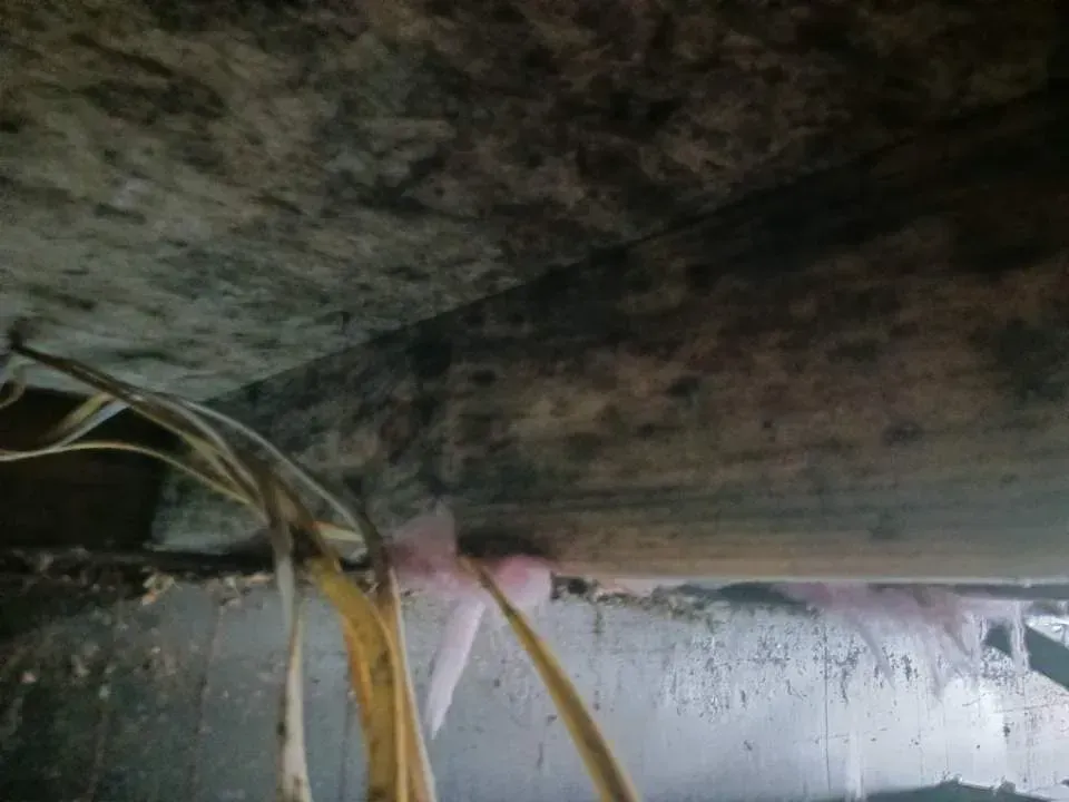 Moldy ceiling and support beam, with electrical wires visible. Pink insulation spray is present. Moldy ceiling and support beam, with electrical wires visible. Pink insulation spray is present.