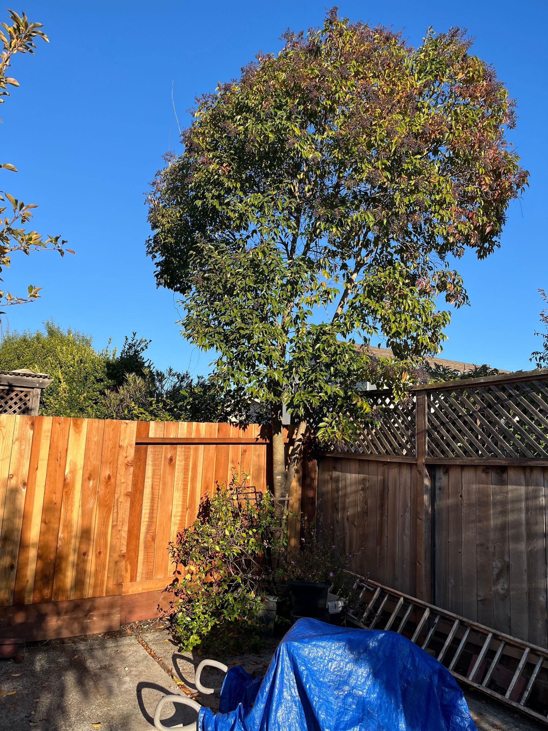 A tree with green and red leaves stands between two wooden fences under a blue sky.