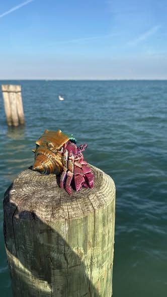 A colorful hermit crab sits on a weathered wooden piling by the ocean.