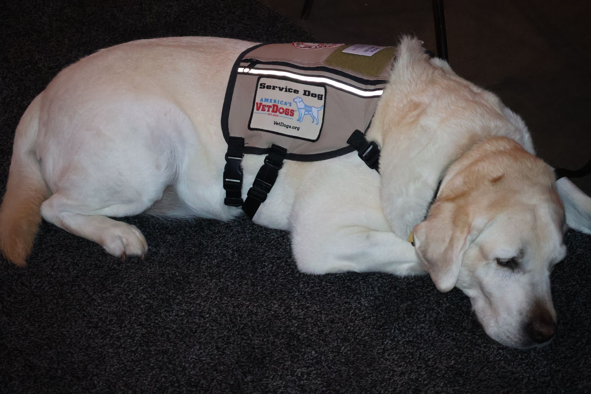 Yellow Labrador service dog wearing a vest, resting on a dark carpet.