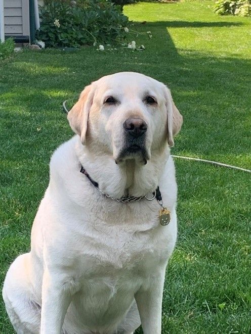 Yellow Labrador Retriever sitting in a grassy yard, wearing a collar.