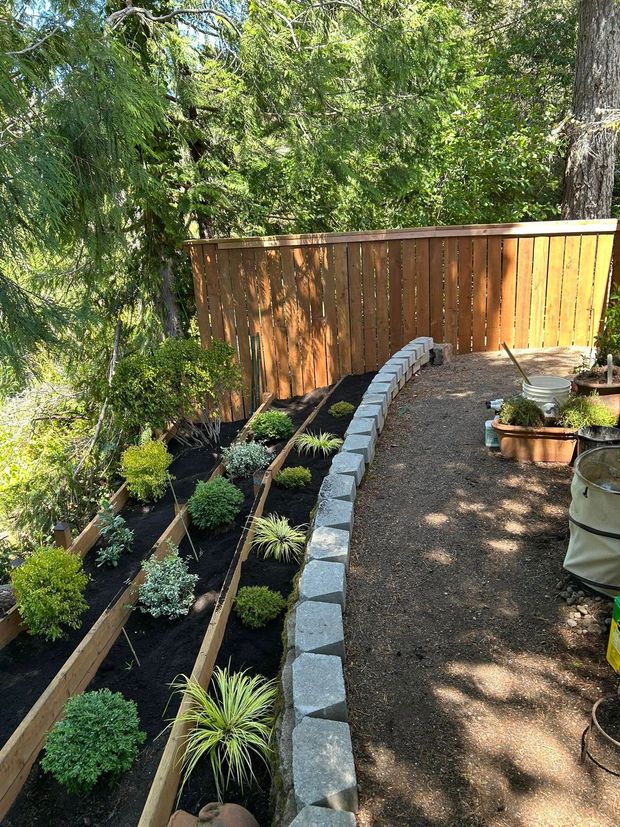 Curved garden bed with young plants, stone border, and a wooden fence in a shaded backyard.