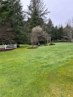 Grassy park with evergreen trees, a leafless tree, and a white bench on the left