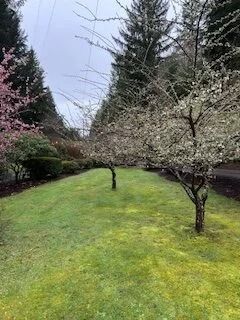 Spring garden with green lawn, blooming trees, and tall evergreens under a cloudy sky