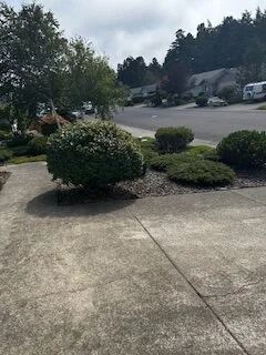 Suburban sidewalk beside trimmed bushes and trees, with parked cars in the background