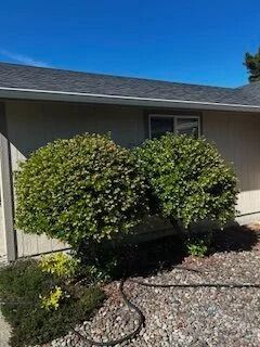 Two rounded shrubs in a gravel yard beside a gray house under a blue sky