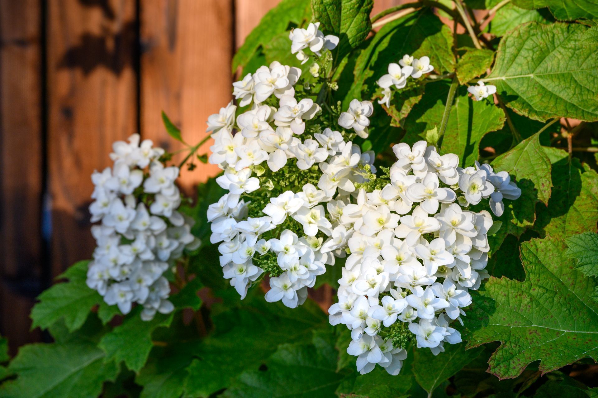 White hydrangea blossoms and green leaves against a wooden fence in sunlight