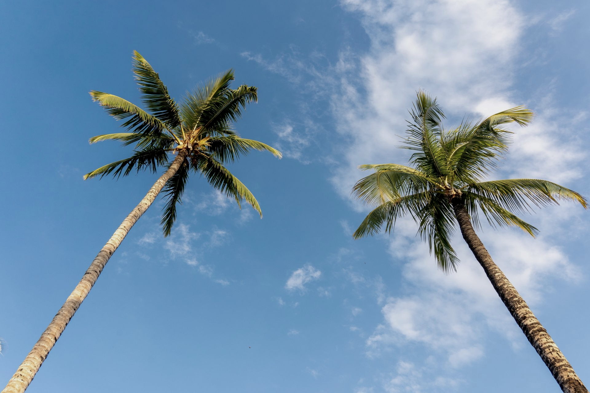 Two tall palm trees against a bright blue sky with wispy clouds