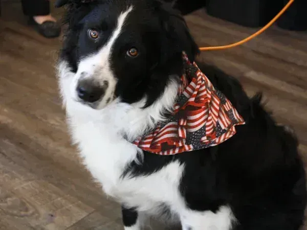 Black and white dog wearing an orange plaid bandana on a wooden floor