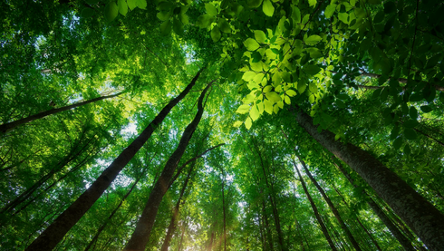 Looking up at tall green forest trees with sunlight filtering through the canopy