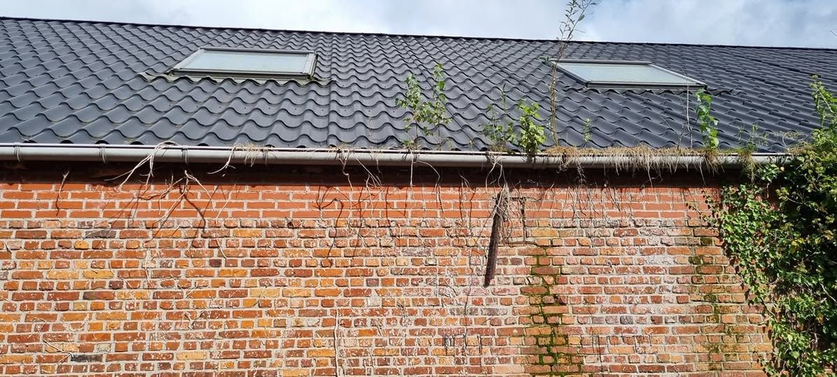 Plantengroei in dakgoten worden best snel verwijderd