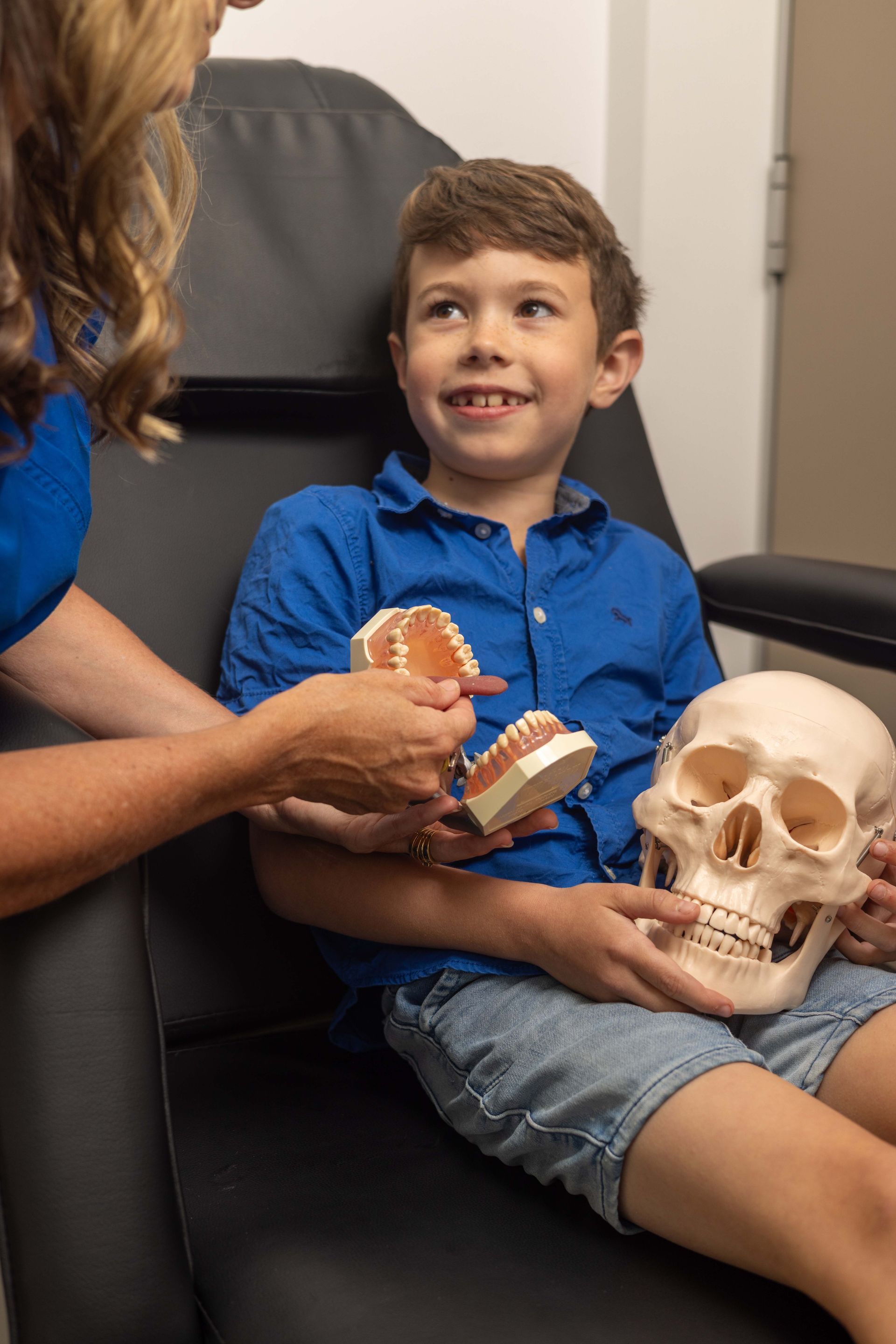 A young boy is sitting in a chair holding a model of a skull and teeth.