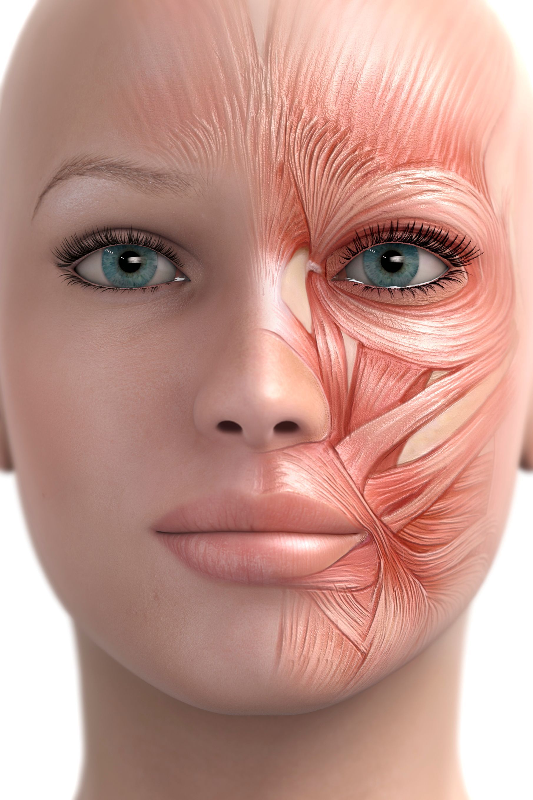 A diagram showing the muscles of the face