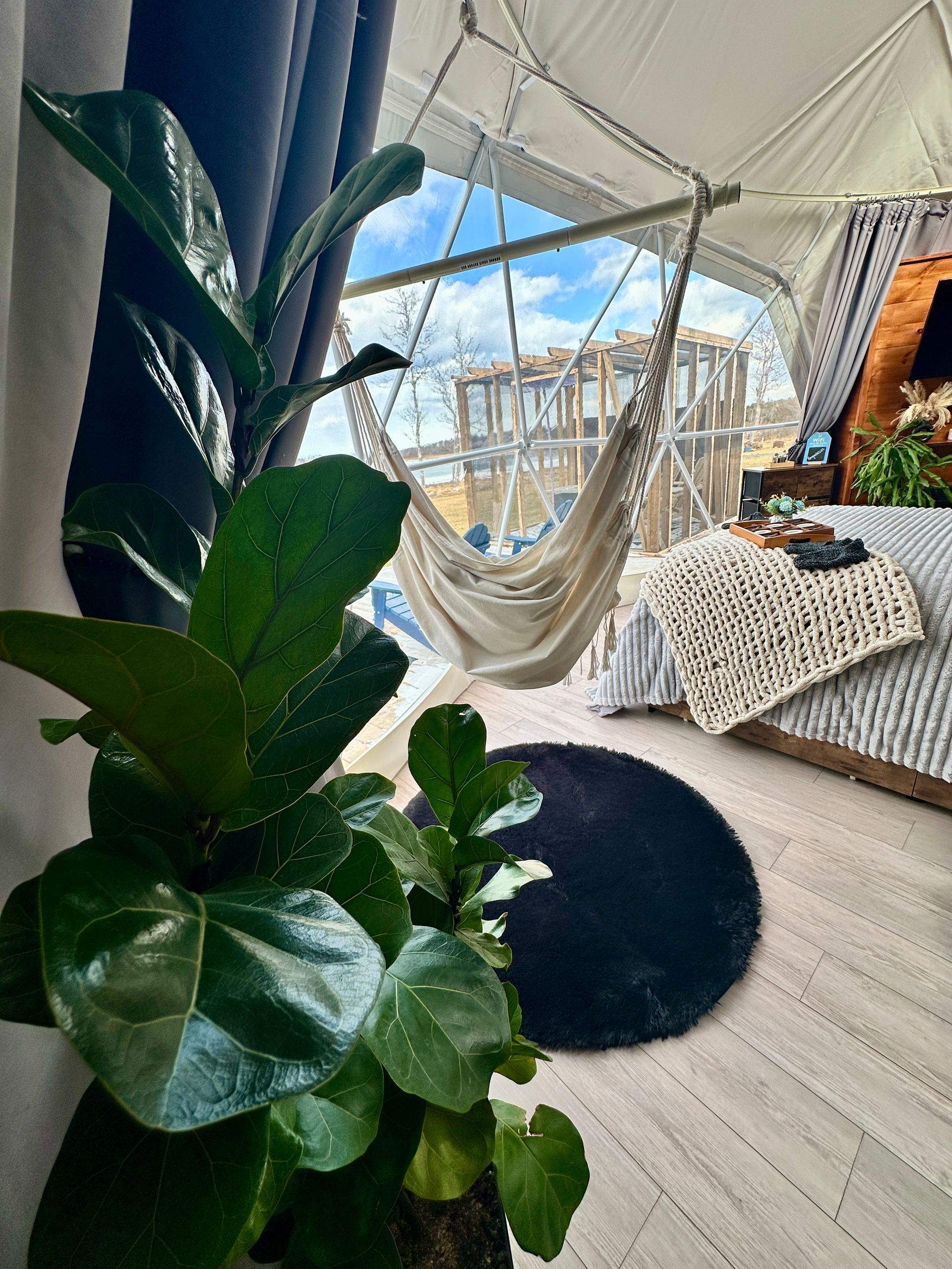 Live Plants 