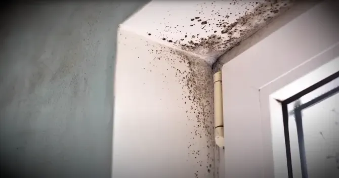 Close-up of toxic black mold spreading on a white window frame.