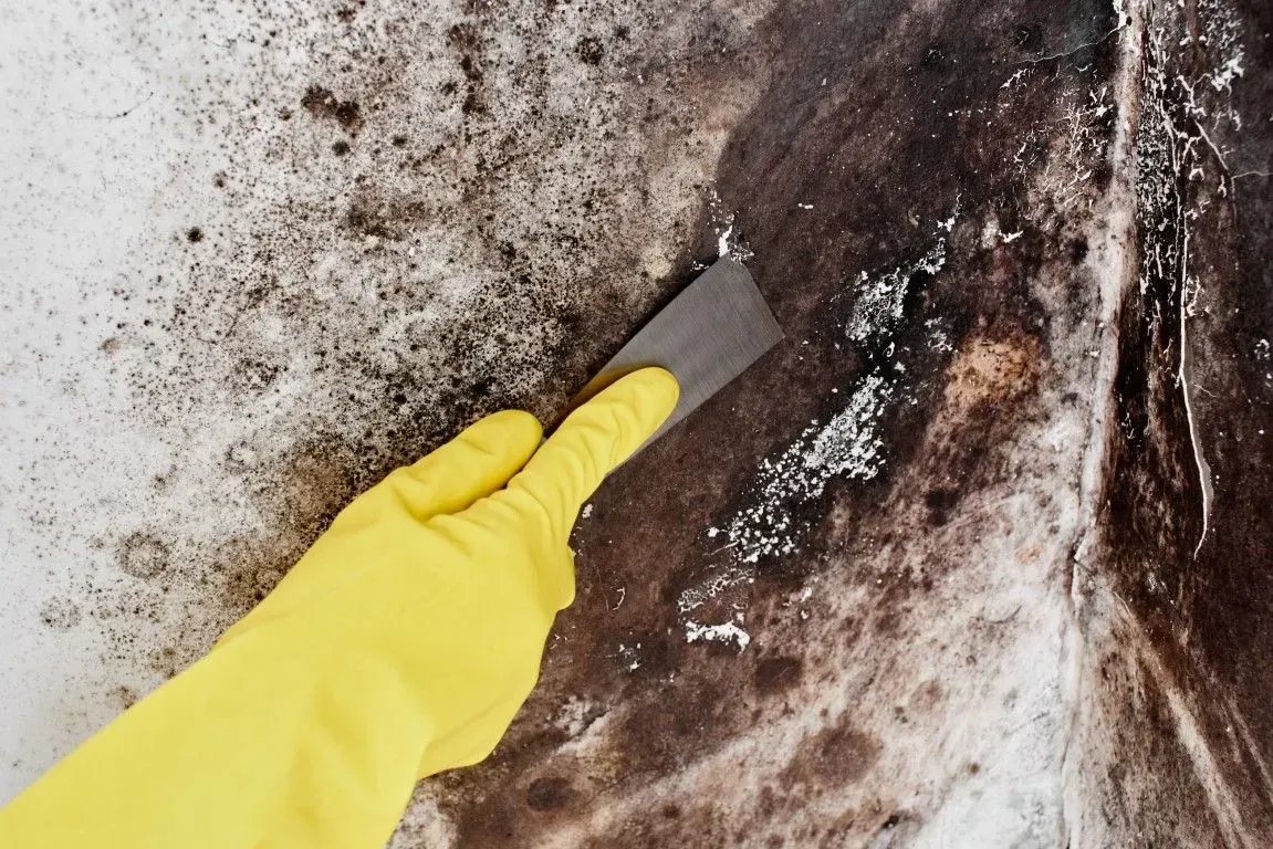 Using a scraper tool to remove thick black mold growth.