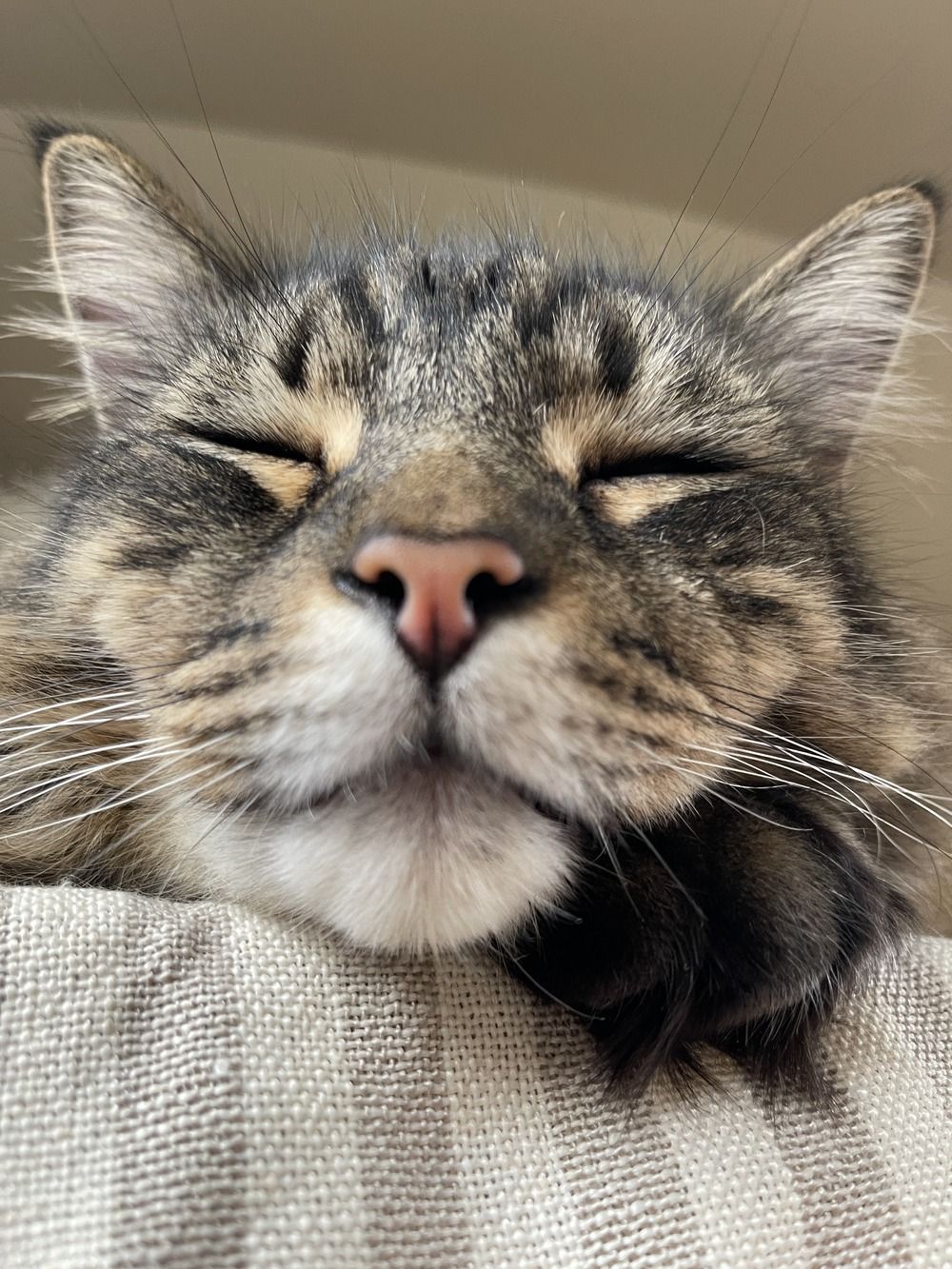 A close up of a cat 's face with its eyes closed.