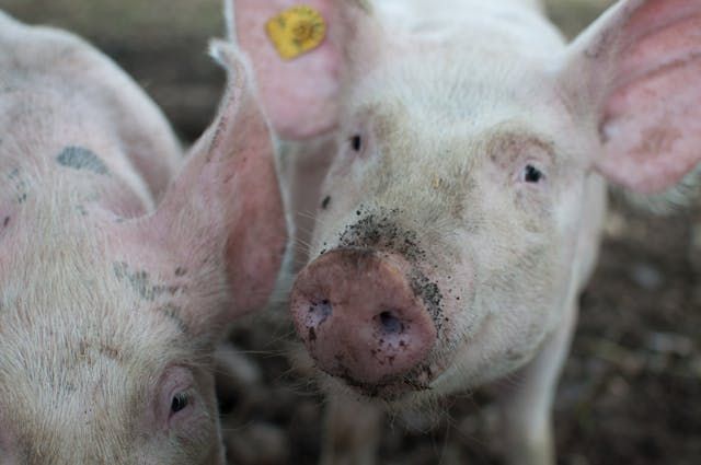 Pannage Pigs New Forest