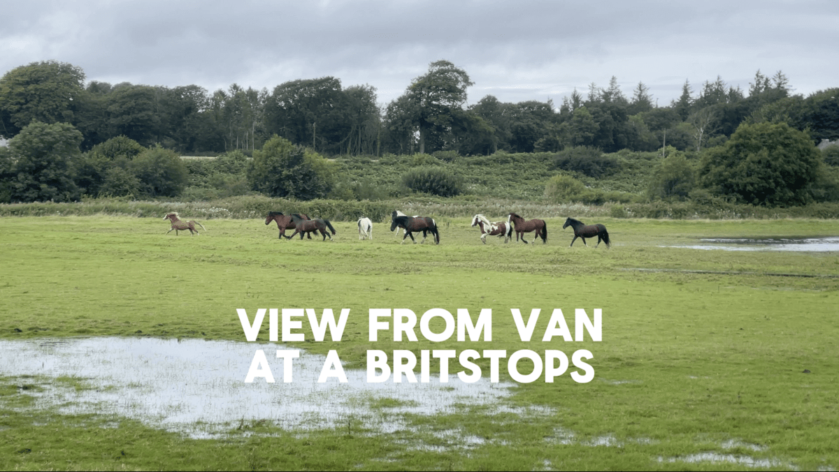 A herd of horses are walking through a grassy field.