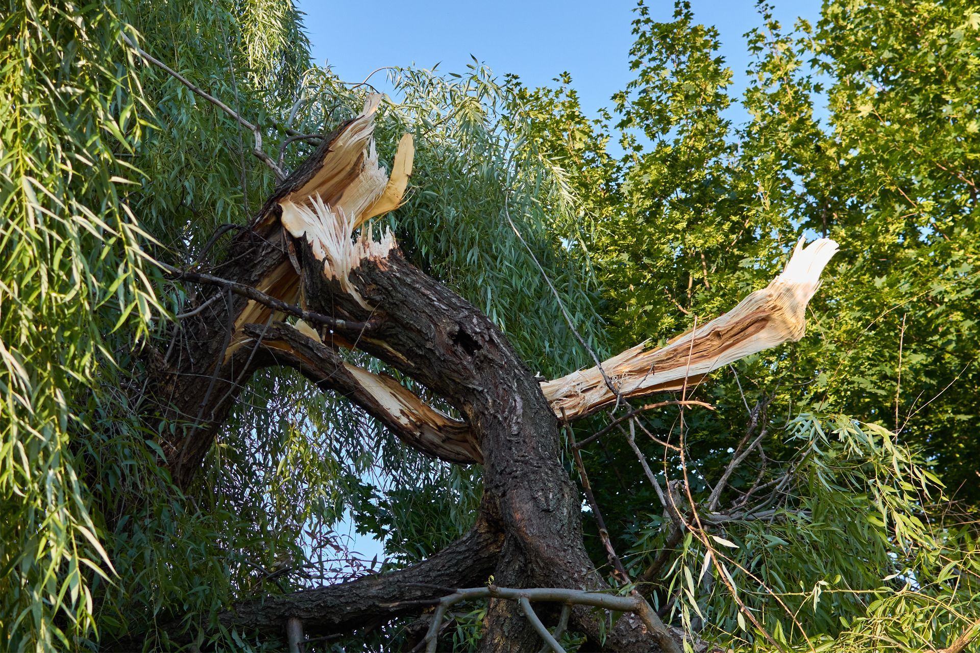 Broken tree branch, showing exposed wood, in a leafy green tree against a blue sky.
