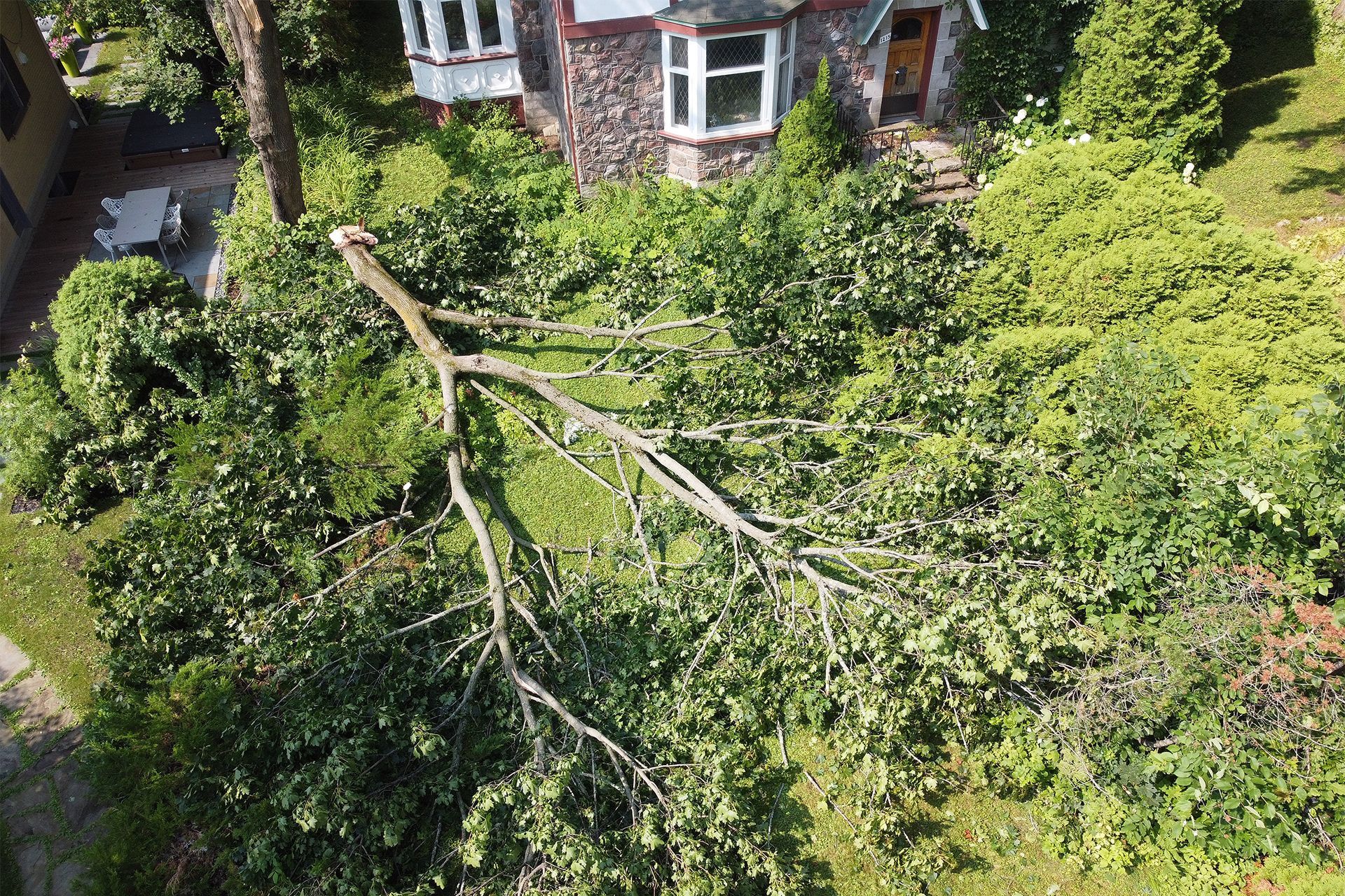 A fallen tree branch covers dense green bushes in front of a stone house.