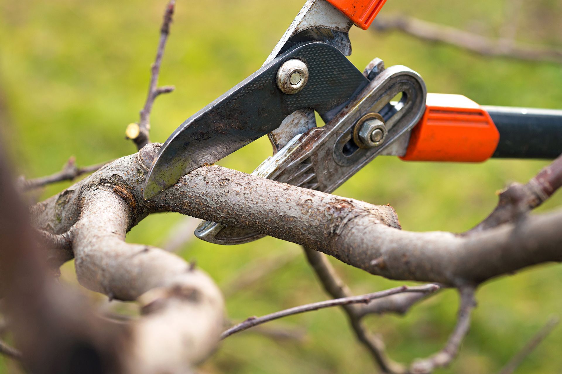 Pruning shears cutting a tree branch outdoors; orange handles, green background.