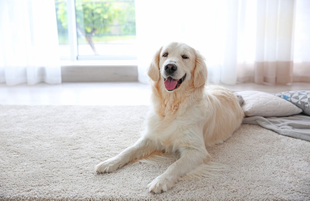 Vinyl Flooring Swatch — Flooring - Bundaberg Carpets and Vinyls