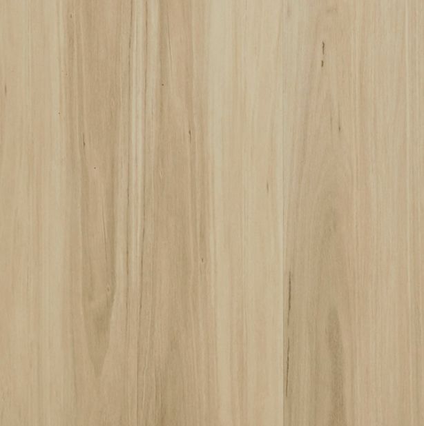Burgandy Blackbutt