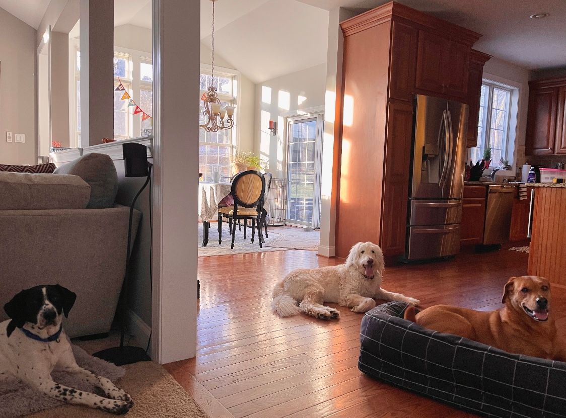 Dog Boarding With A Family | Trusted Pet Care | Philadelphia, PA | Wilmington, DE, Main Line, PA