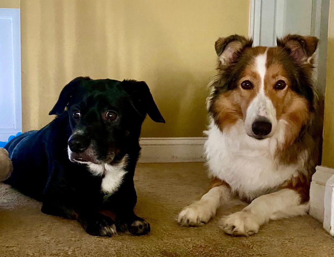Behavior Modification & Aggressive Dog Training