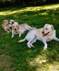 Dog Sitter in Mainline, PA