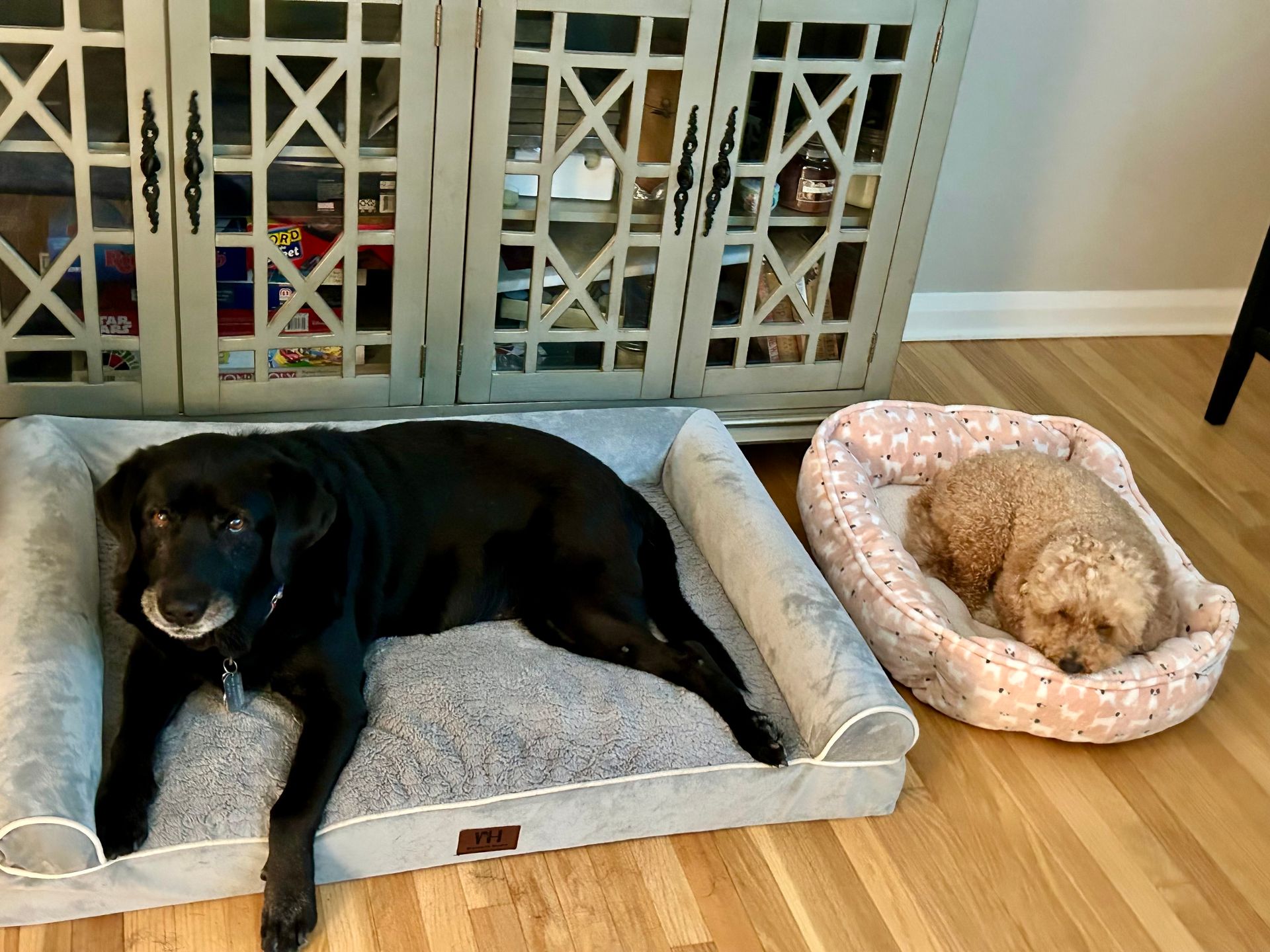 Dog Boarding With A Family | Trusted Pet Care | Philadelphia, PA | Wilmington, DE, Main Line, PA