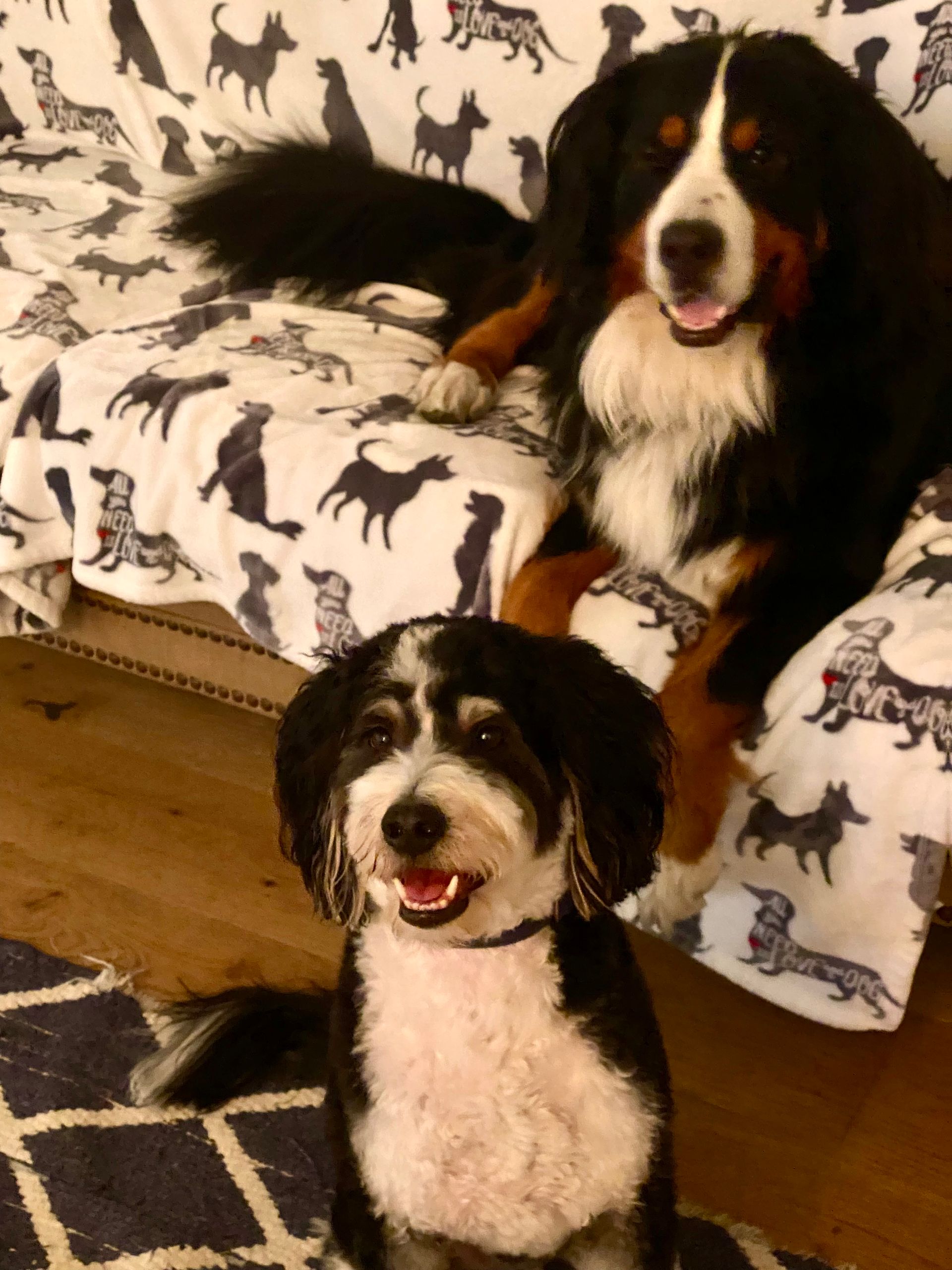 Dog Boarding in Wilmington, DE