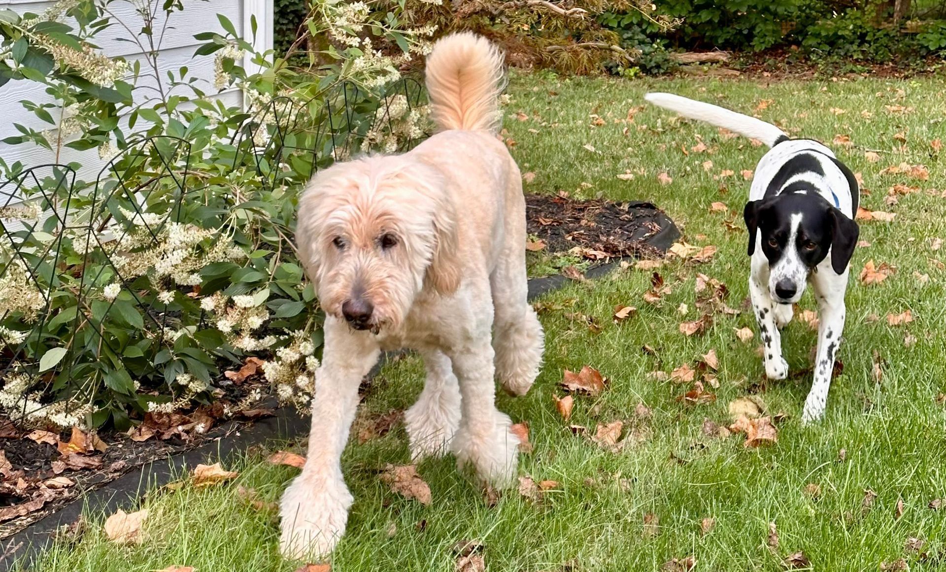 Dog Boarding with a Family | Trusted pet care in Philadelphia PA and Wilmington, DE