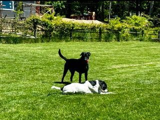 Dog Boarding With A Family | Trusted Pet Care | Philadelphia, PA | Wilmington, DE, Main Line, PA