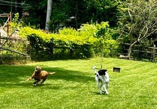 Dog Boarding With A Family | Trusted Pet Care | Philadelphia, PA | Wilmington, DE, Main Line, PA