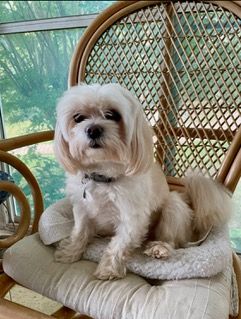 Dog Boarding With A Family | Trusted Pet Care | Philadelphia, PA | Wilmington, DE, Main Line, PA
