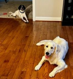 Dog Boarding With A Family | Trusted Pet Care | Philadelphia, PA | Wilmington, DE, Main Line, PA