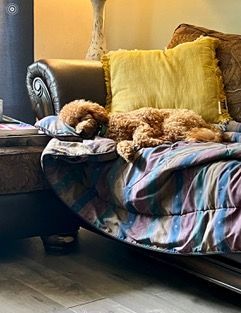 Dog Boarding With A Family | Trusted Pet Care | Philadelphia, PA | Wilmington, DE, Main Line, PA