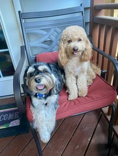 Dog Boarding With A Family | Trusted Pet Care | Philadelphia, PA | Wilmington, DE, Main Line, PA