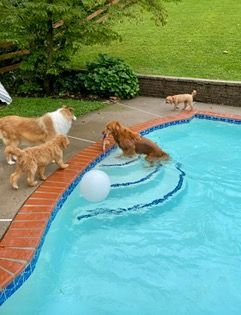 Dog Boarding With A Family | Trusted Pet Care | Philadelphia, PA | Wilmington, DE, Main Line, PA