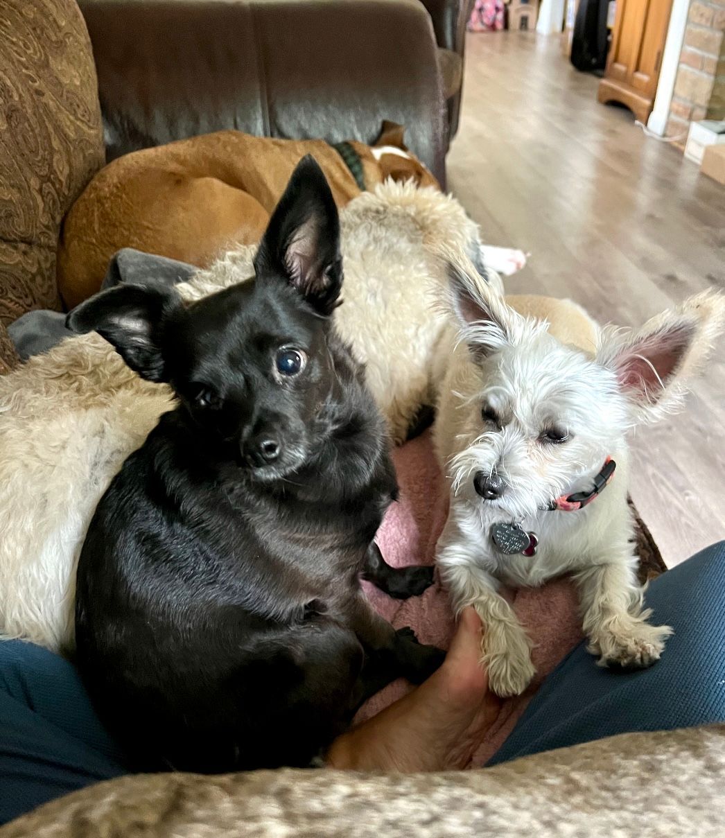 Dog Boarding With A Family | Trusted Pet Care | Philadelphia, PA | Wilmington, DE, Main Line, PA