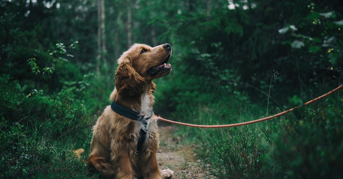 Dog Boarding With A Family | Trusted Pet Care | Philadelphia, PA | Wilmington, DE, Main Line, PA
