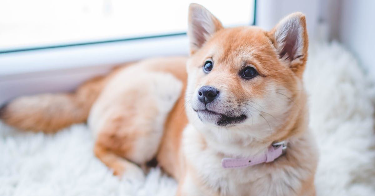 Dog Boarding with a Family | Trusted pet care in Philadelphia PA and Wilmington, DE