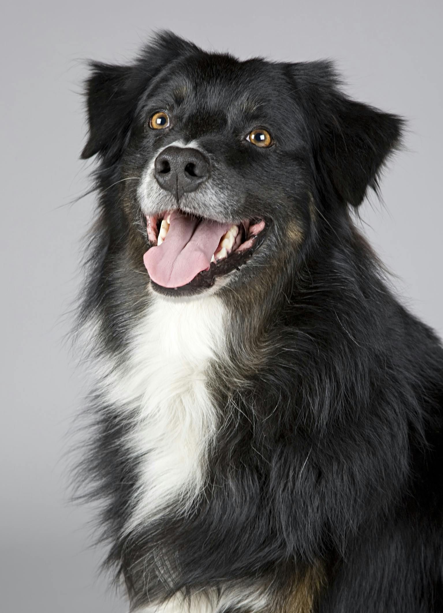 Diabetic Dog Care in Wilmington, DE