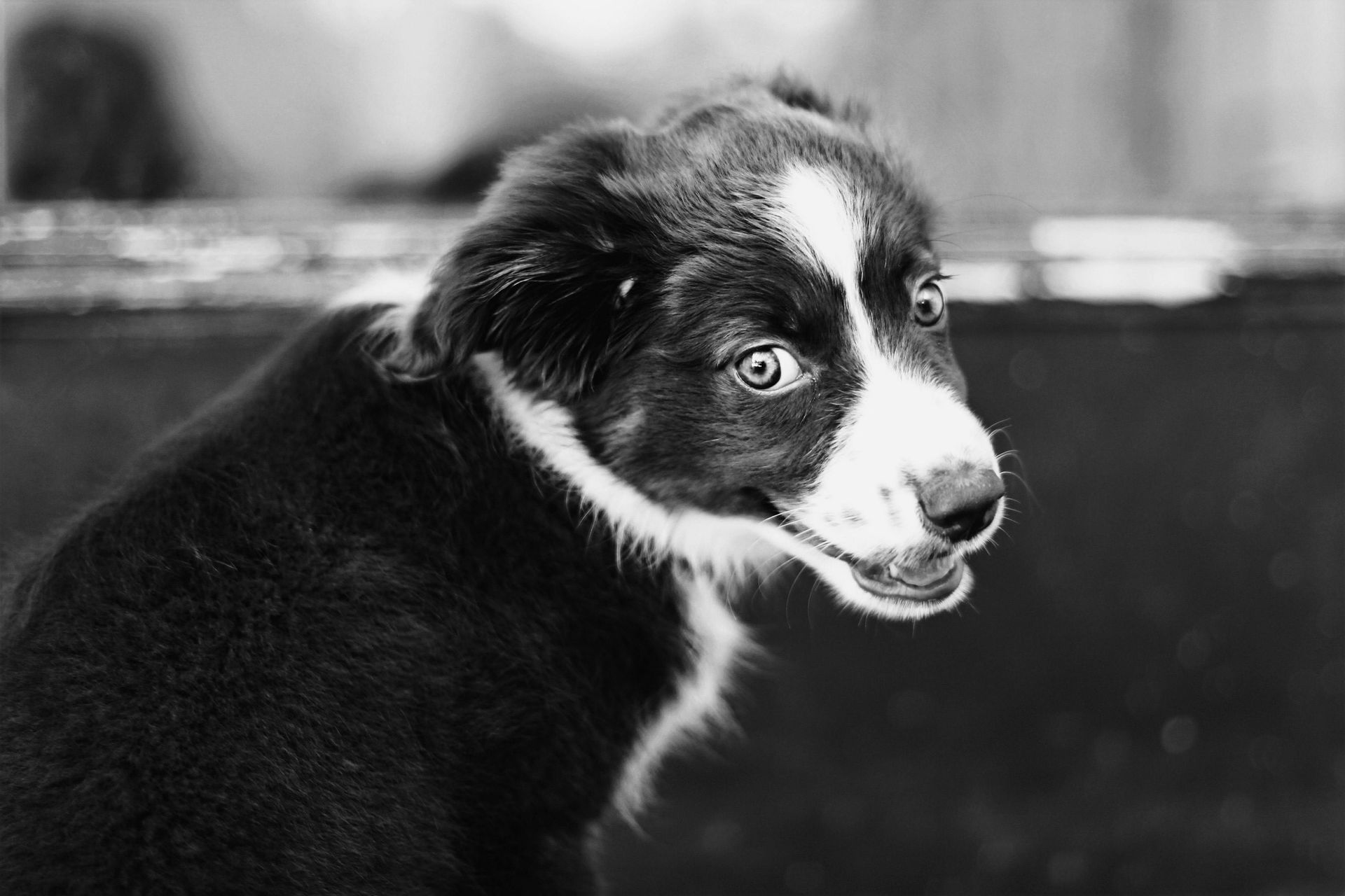 Dog Boarding with a Family | Trusted pet care in Philadelphia PA and Wilmington, DE