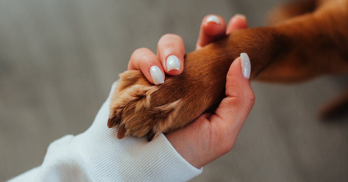 Dog Boarding With A Family | Trusted Pet Care | Philadelphia, PA | Wilmington, DE, Main Line, PA