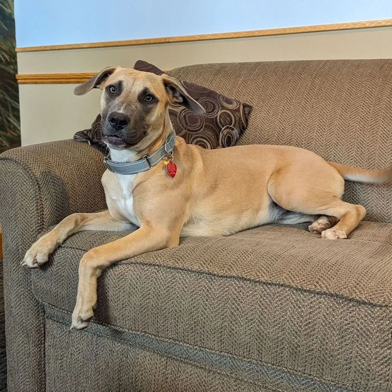 Tan dog with dark muzzle lounging on a brown couch, wearing a collar and red tag.